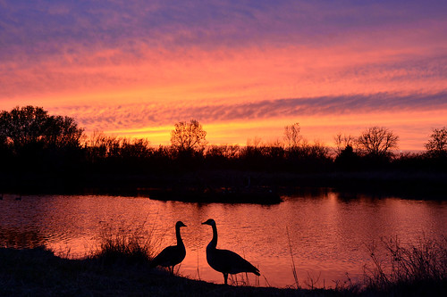 sunset reflections geese couple kansas wichita canadageese chisholmcreekpark