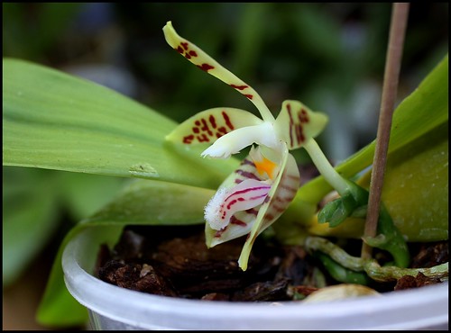 Phalaenopsis sumatrana (= P. zebrina) 21276503176_c9e43b6364