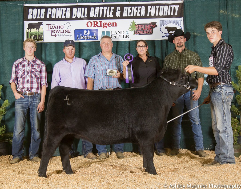 ILC Petit Verdot-FB Heifer Futurity Grand Champion Heifer, Idaho Lowline Cattle Co., Hayden, ID