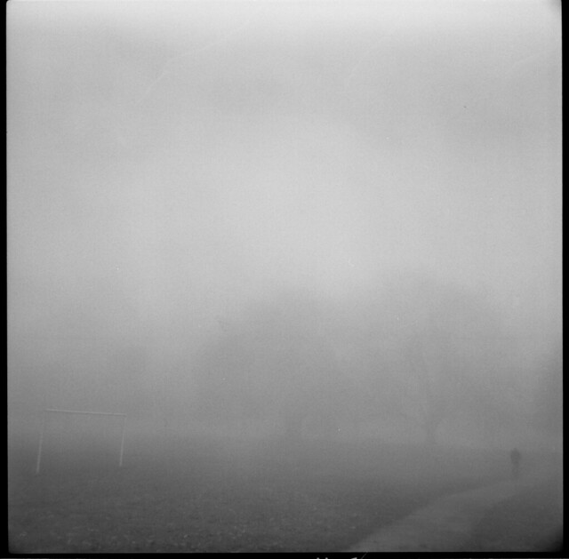 Misty Trees II