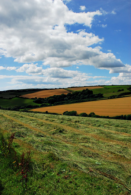 Fields near Bigbury