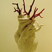 heart coralli