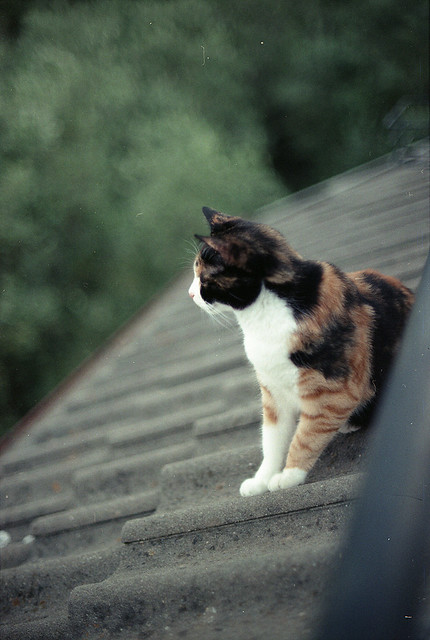 la gatta sul tetto che scotta