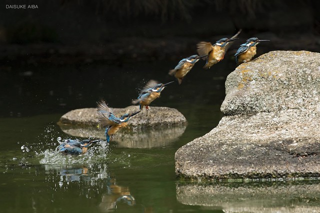 Kingfisher bathing Continuous photo カワセミ飛翔連続写真