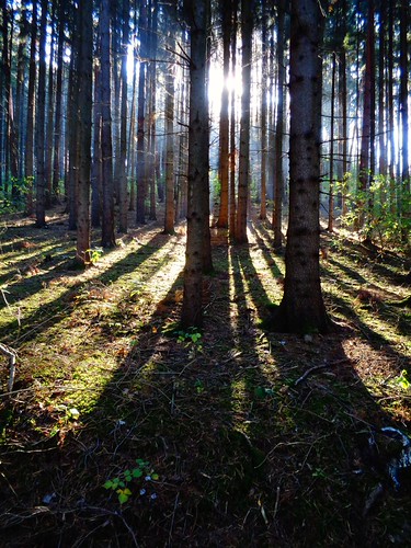 Sunrays by in hiatus, sunrays autumn trees forest achimherzog