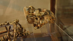 Wadi Kubbaniya skeleton at Egypt's Egyptian Museum