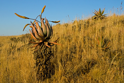 xanthorrhoeaceae asphodeloideae southafrica aloemarlothii cross hybrid natural flowering russellscottimages