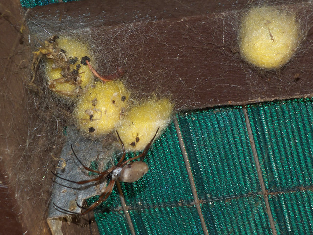 Nephilidae>Nephila edulis Golden Orb spider Egg sack DSCF2416