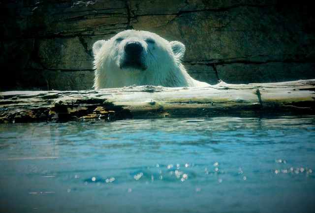 Polar bear - spa day