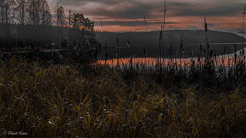 sea mist lake reed nature misty fog nikon europe gallery sweden outdoor schweden norden skandinavien småland nordic sverige scandinavia suecia jönköping hok dimma sjö suède nordique vass nórdico escandinavia scandinavie supershot nordisch estius abigfave vaggeryd jönköpingslän d3300 patrikestius ulvstorp hokasjön