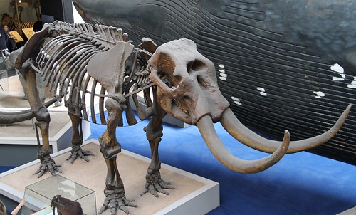 Mammut americanum (The American Mastodon) | The Mastodon was… | Flickr