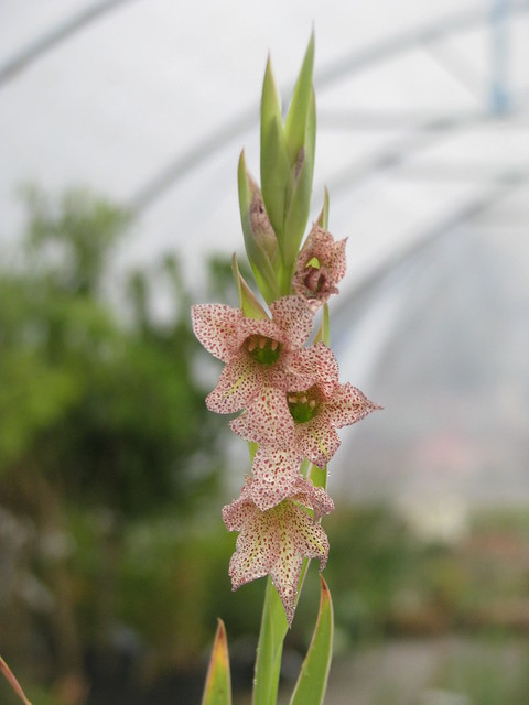 Gladiolus ecklonii spotted form