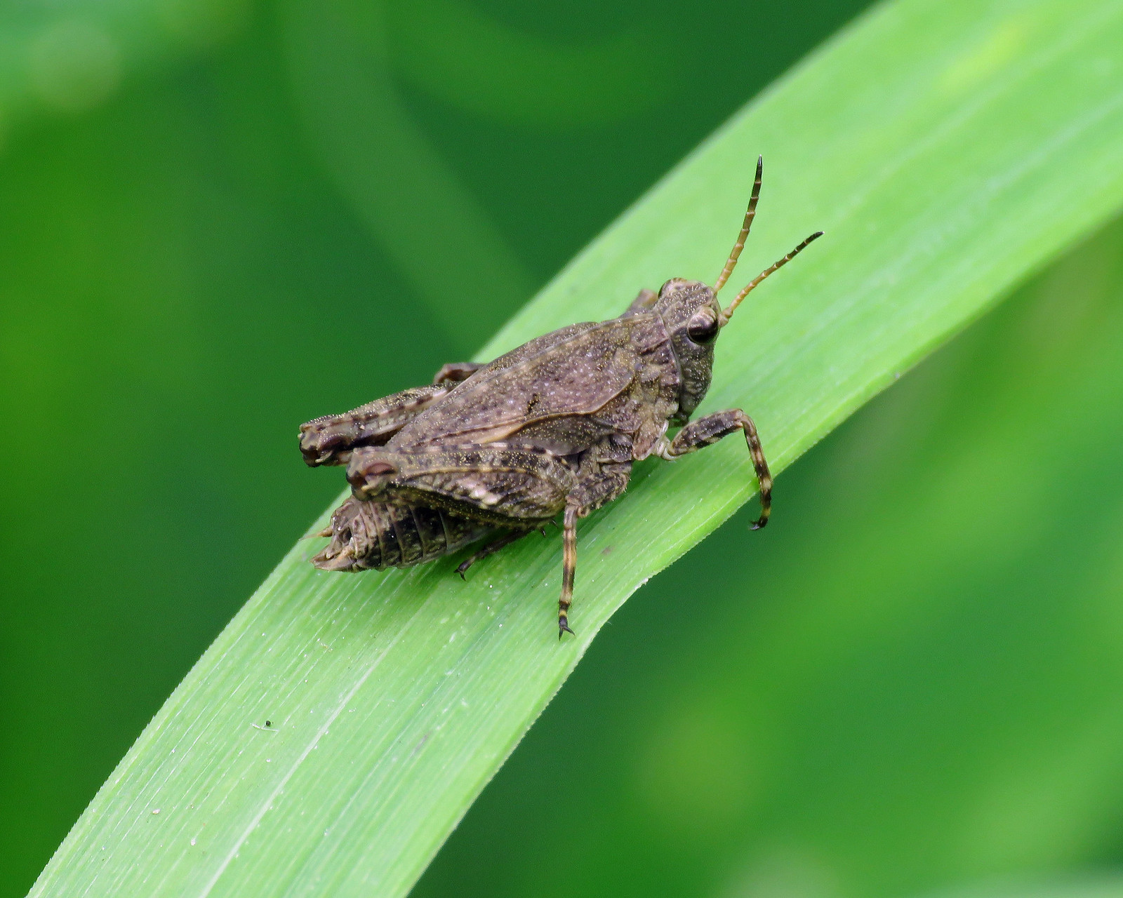 Common Groundhopper - Tetrix undulata