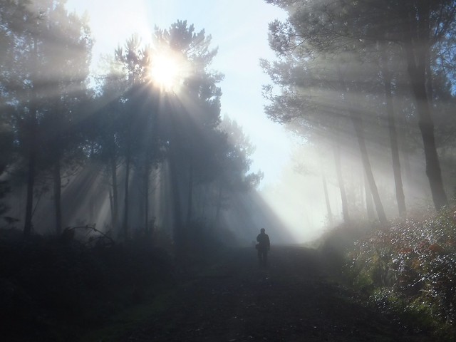 Rays in the forest with a person