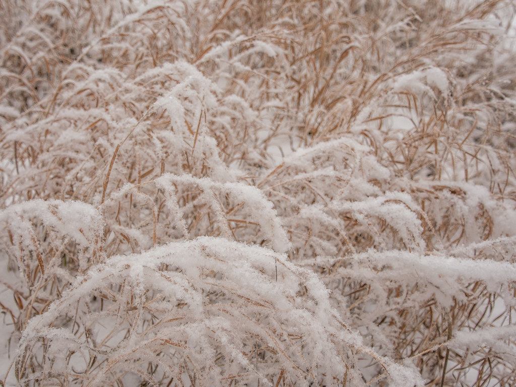 frost covered grass