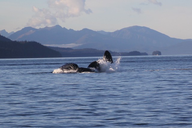 Humpback Whales feeding of Alaska.