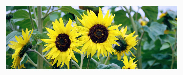 Sunflowers - Kodak Porta 400