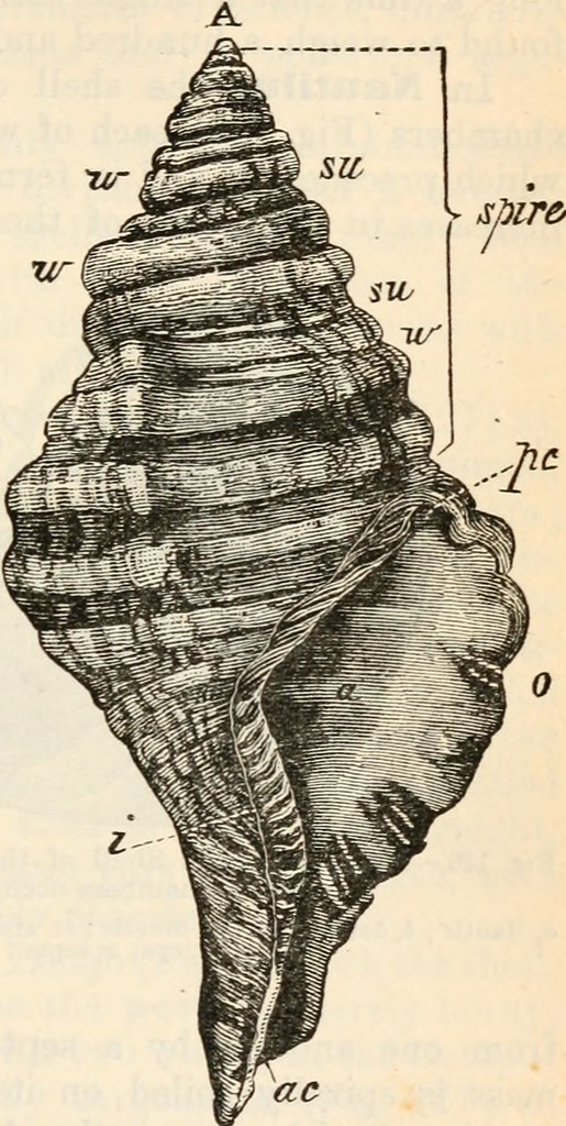Asymmetrical Shell Image from page 320 of