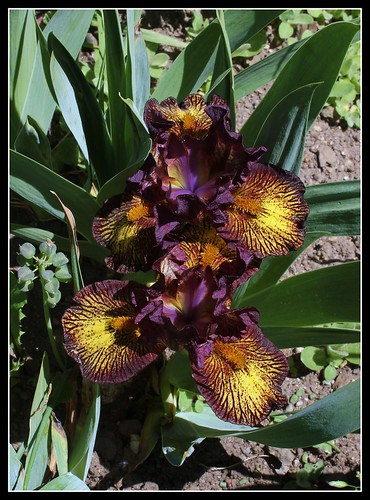 Floraison de nos iris barbus saison 2014 - Page 4 21034982120_1890e32e27
