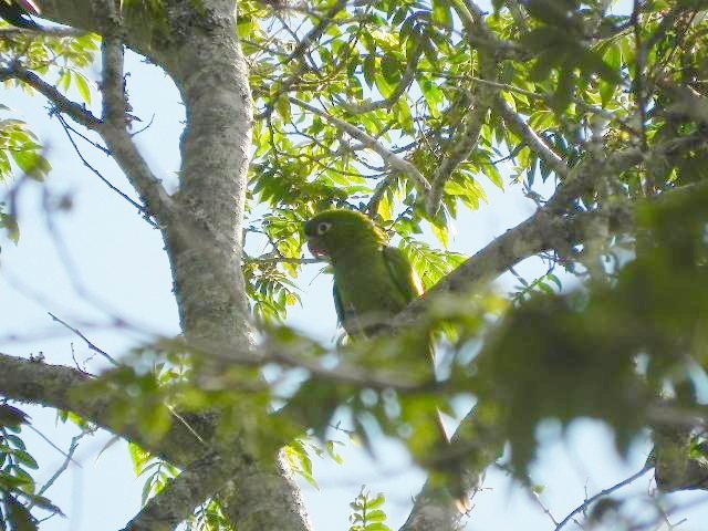 Aratinga acuticaudata. Carapaico. Blue-Crowned Parakeet