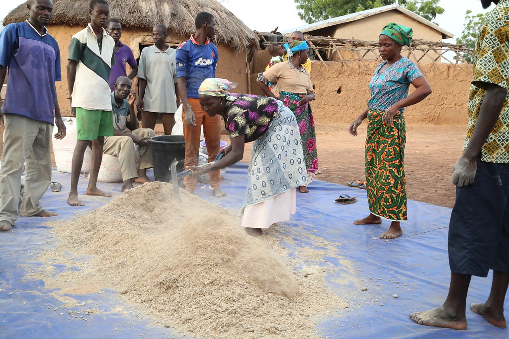 A female farmer in Tibali community, northern Ghana takes her turn in the process of mixing up supplementary livestock feed for small ruminants (Photo credit: IITA/Jonathan Odhong’)