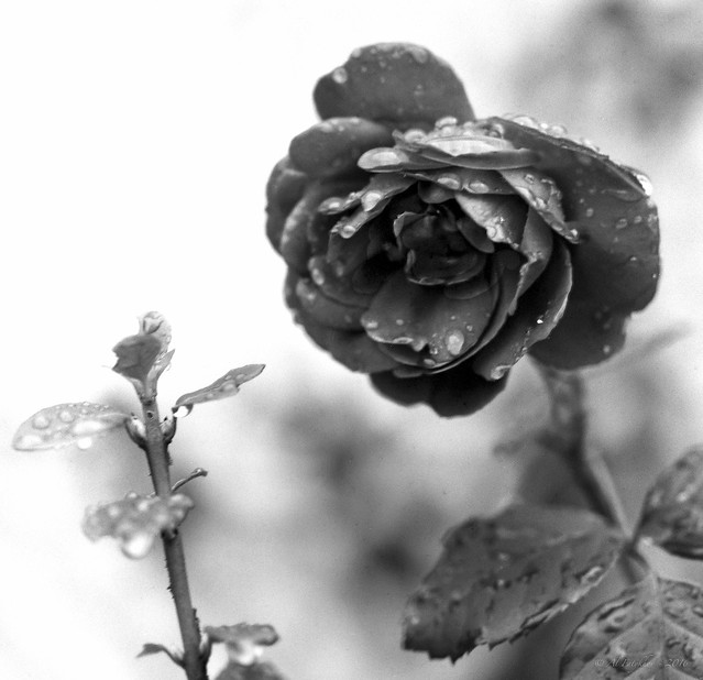 The Last Rose, Kodak Plus-X 125 film
