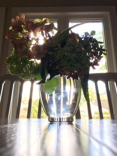 Backyard hydrangeas | by racheldelr9
