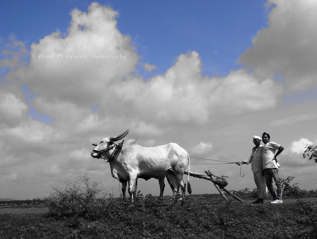 Annadata Sukhibhava' थँक्यू; शेतकरी दादा ! | Thank ...