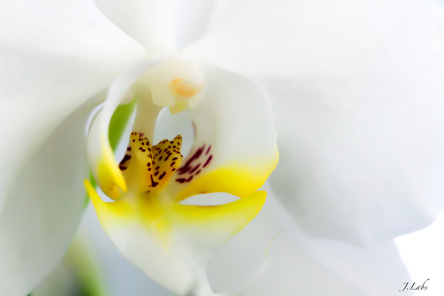 Orchidée
