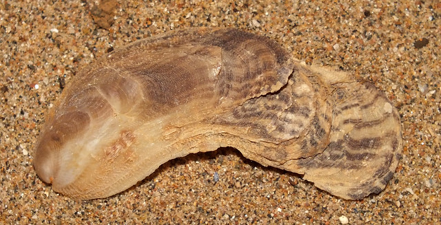 Finger oyster (Vulsella vulsella)