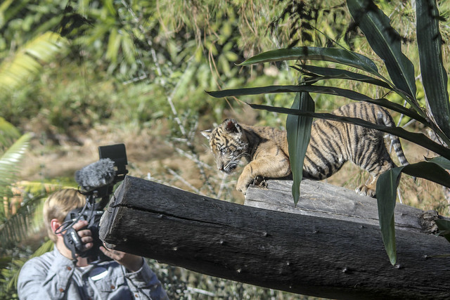 Suka, Baby Sumatran Tiger