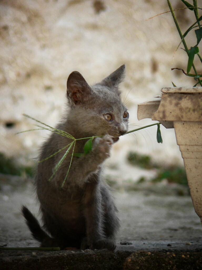 Kitten chewing grass