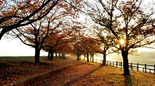 tokyo japan nikon nikond7100 d7100 dawn sunrise arakawa riverbank autumn red orange trees nature sun