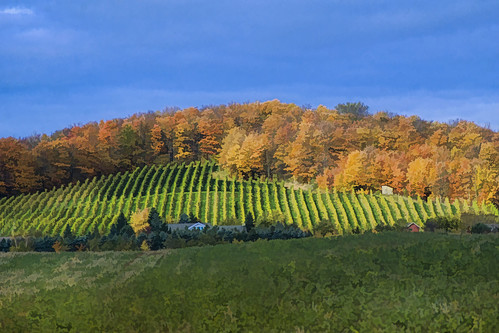 leelanau vineyard landscape wine autumn