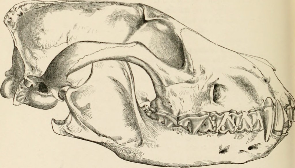 Testuz Image from page 339 of