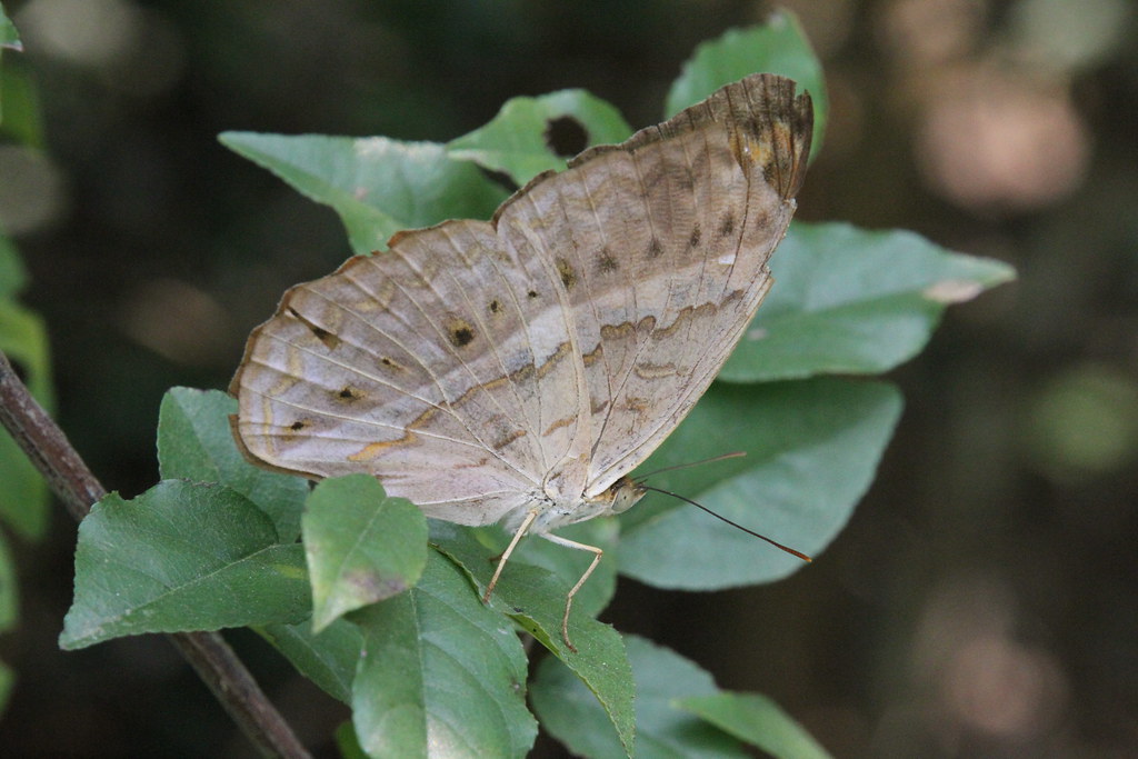 Encheng 恩城 Cirrochroa Tyche Common Yeoman 幸运辘蛱蝶6875 Flickr