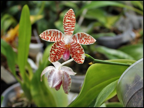 Phalaenopsis sumatrana (South Thailand) 20682648323_75fa734ed2