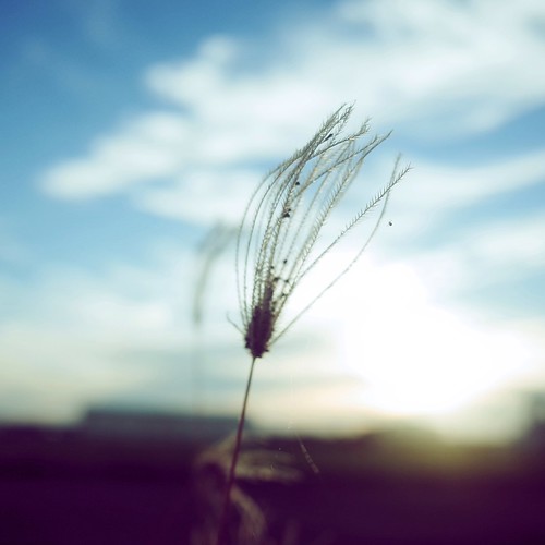 sunset fall love nature beautiful grass outdoor chinese atmosphere magichour backlighting 芒草 miscanthussinensis