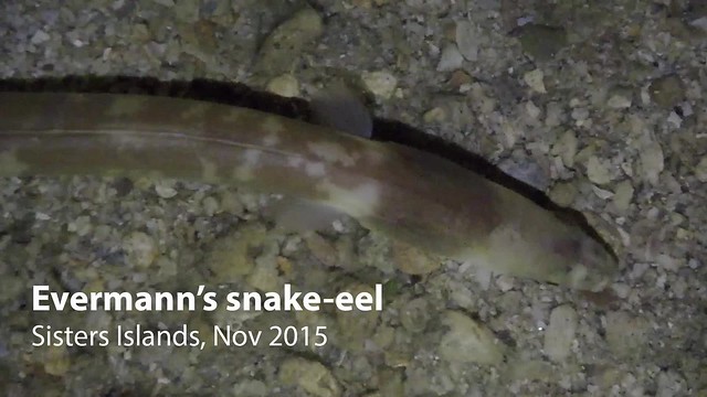 Evermann’s snake-eel (Ophichthus lithinus)