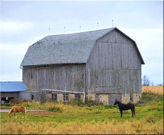Weathered Barn, Sturdy Horses