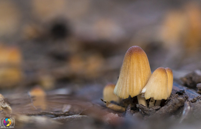 Little Lttle Mushroom