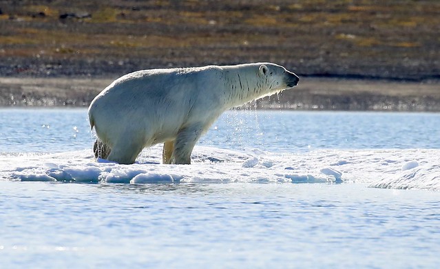 Super Wet Polar Bear Prince of Wales Island Canada Arctic