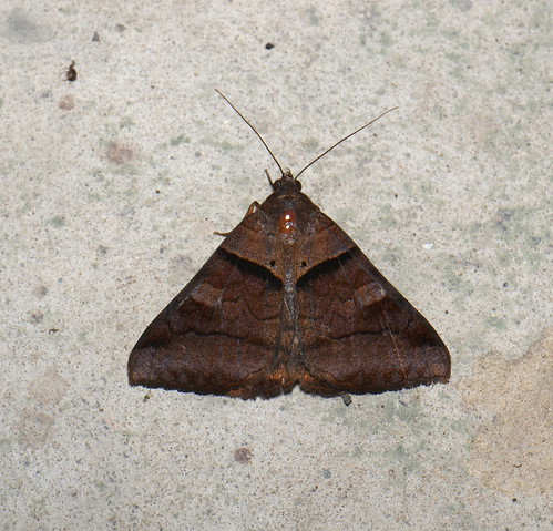 moth lepidoptera sarawak malaysia borneo erebidae kelabithighlands erebinae euclidiini mocisundata taxonomy:order=lepidoptera geo:country=malaysia taxonomy:binomial=mocisundata