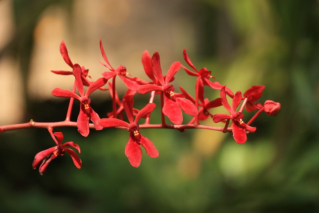 Small red orchid