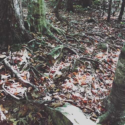 whitakerpointtrail arkansas fall autumn nature woodland wilderness roots trees hiking instagramapp square squareformat iphoneography gingham