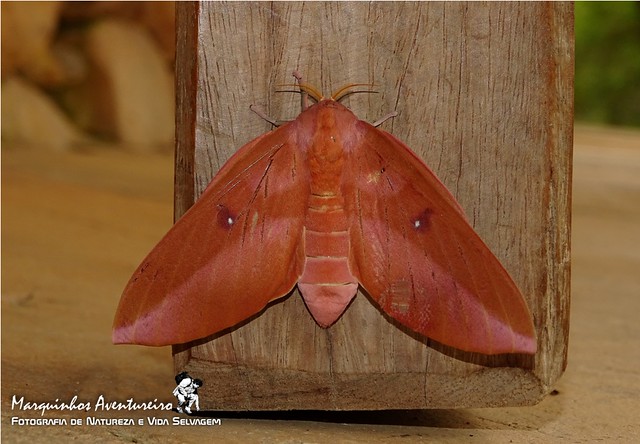 Mariposa - Othorene purpurascens (Saturniidae: Ceratocampinae) - femea