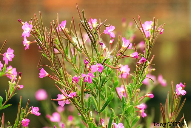 best pink flowers