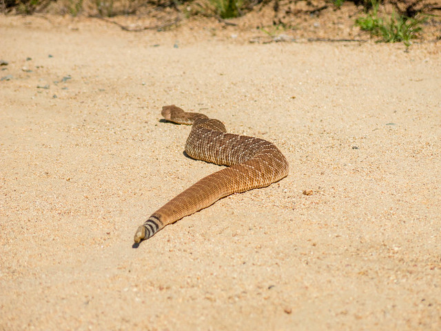 Backside of a rattlesnake