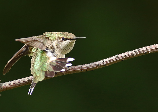 Ruby-throated Hummingbird...#19