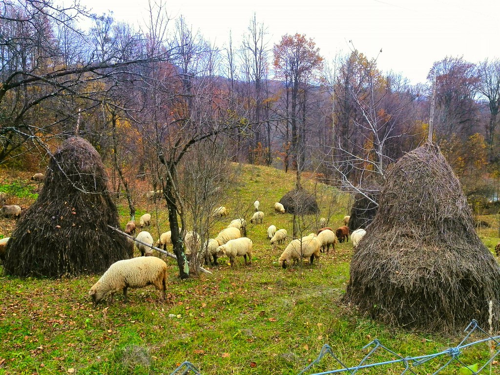 Sheep Haystack Haystacks and sheep | a landscape with haystacks and sheep | Sergiu St ...